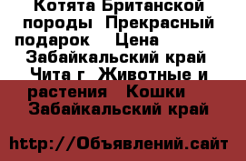 Котята Британской породы! Прекрасный подарок  › Цена ­ 5 000 - Забайкальский край, Чита г. Животные и растения » Кошки   . Забайкальский край